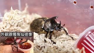 棕毛姬兜蟲 Xylotrupes pubescens 飼養成功羽化成蟲啦！