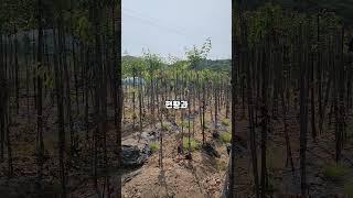 월 100만원 수익 토지로 쉽게 만들기 #shorts