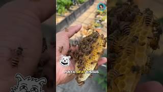 Makanan Tertua di Dunia yang Masih Bisa Dimakan‼️