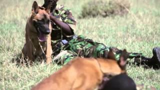 Ol Pejeta Conservancy- 'Anti-Poaching Dogs'