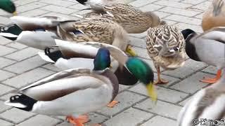 Mallard Ducks quacking /Stockenten quaken