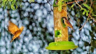 The house #sparrows (#Passer domesticus) is a #bird of the #sparrow family