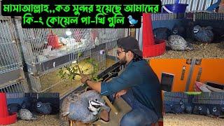 মাসাআল্লাহ,,কত সুন্দর হয়েছে আমাদের কি-ং কোয়েল পা-খি গুলি..