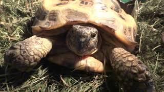 Черепаха балдеет под Ультрафиолетовой лампой. Релакс черепахи. Tortoise Turtles #черепаха #черепахи