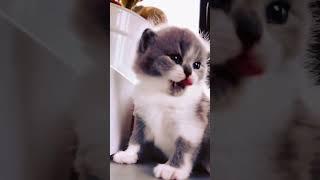 cute little kitten  #cat #kitten #babycat