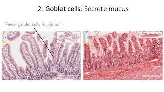 Histology with Chimmalgi: Small intestine