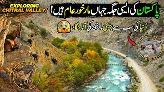 Stunning Views of Markhor's Homeland | Explore Natural Beauty of Chitral | Paharon ka Safar