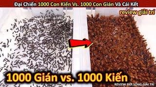 Đại Chiến 1000 Con Kiến Vs. 1000 Con Gián Cực Gay Cấn Và Cái Kết || Review Giải Trí Đời Sống