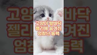 이 귀여운 젤리에 숨겨진 능력이 있다고? #고양이젤리 #가치놀자