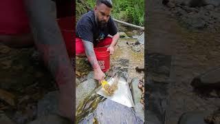 Sluice Gold!!!!  #goldprospecting #goldpanning #goldsluice #goldnuggets #goldnugget #treasure