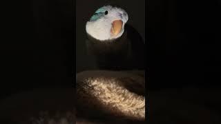 都凌晨12点了，胖胖咋还这么精神呢 #pets #cute #parrot #搞笑 #funny #治愈 #animals #小鸟互动#shorts