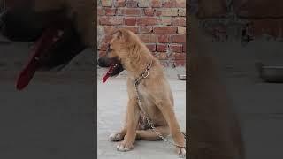 GERMAN SHEPHERD PUPPY SINGLE COAT