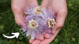 This strange flower melts anxiety away