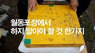 월동 포장에서 하지 말아야 할 것 한가지