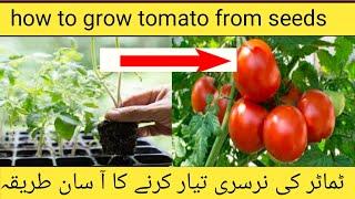 how to propogate tomato nursery- how to grow tomato from seed