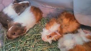 Abandoned Mama & Baby Guinea Pigs Rescued