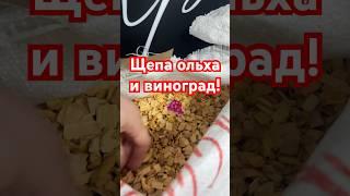 ЗАКАЗАТЬ ЩЕПУ ОТ ВЯЛИМ И КОПТИМ 8-939-911-4500 #копчение #рыба #мясо #рыбалка #рыбавсоусе #fish