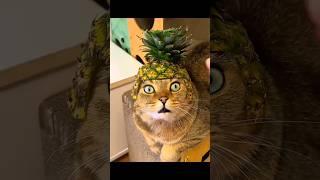 Funny Animals 2024  - Funniest Cats and Dogs video   #shorts