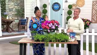 Phillip Watson Designs 6-Piece Creeping Jenny Live Plants on QVC