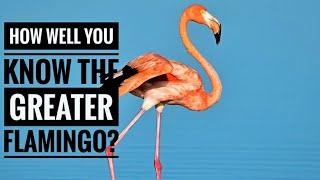 Greater Flamingo || Description, Characteristics and Facts!