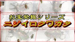 お宝発掘シリーズ！宝石みたいなクワガタ【ニジイロクワガタ】をじゃんじゃん発掘します（粟國土建） Beetle or stag beetle videos