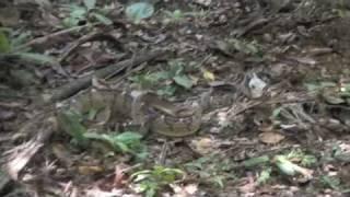 D&Dtv - Releasing a Bushmaster in the jungles of Costa Rica