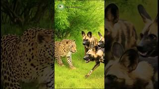 When the Hunter Becomes the Hunted: Wild Dogs vs Leopard!