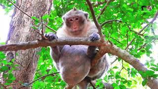 Most Clip Handsome Mr Charlie Is Trying Sit On High The Tree Down Big Belly Looks Very Adorable