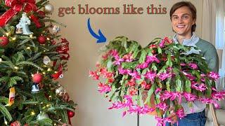 How to Care for CHRISTMAS CACTUS Plants to get MAX Flowers Every Year - Secrets to their Blooms