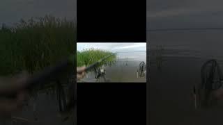 А была такая поклёвка.#поклёвка #рыбалка  #fishing#ловлякарася