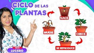 El ciclo de vida de las plantas | Miss Lucero