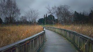 London Rain Walk in Regent’s Park - Quiet Weekend Ambience