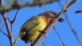 Grey-headed Bushshrike's mournful call