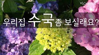 [월간청도정원] 6월호 수국정원 3년동안 가꾼 수국.지금 저희집 정원에 수국축제가 열렸어요.