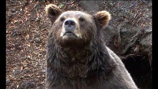 Grizzly Bear Kills and Eats Logger, John MacDonald