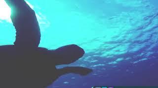 Diving With A Turtle in Maui