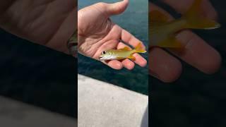 Catching EXPENSIVE Saltwater AQUARIUM FISH!!