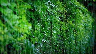 Rain Falling on Ivy-covered Wall and Dancing Leaves | Meditation ASMR