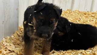 Beautiful, red and black coloration of the West German Sho￼wline ￼German Shepherd