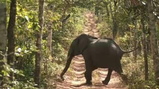 Hunting Widowmaker Buffalo, Elephant & Hartebeest in Africa Tanzania.