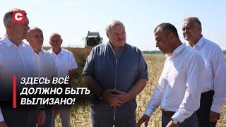 Лукашенко: Ужасное впечатление! Президент проверил ход уборочной!