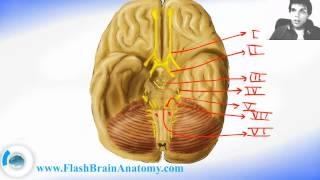 Lessons And 3D Anatomy Software: 12 Cranial Nerves