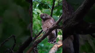 Подрастающее поколение  #природа #приключения #хищник #ястреб #фотограф #дикаяприрода #wildlife