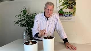 Why Grow Amaryllis in Hydroponics?