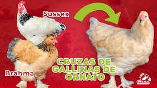 ¿Qué pasa si cruzo gallinas de diferente raza? | Mi Granja San Lucas