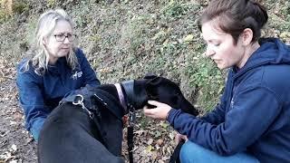 Forever Hounds Trust - meet rescued greyhounds Sunny and Harrison