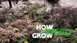 How Weed Grow Intro - EASY Educational Indoor Weed & Cannabis Cultivation Tutorials