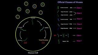 Virus Life Cycle for Different Viral Genomes (dsDNA, ssDNA, dsRNA, ssRNA, + sense, - sense) MCAT