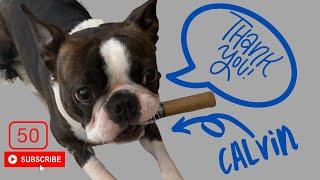 BOSTON TERRIER ~ CALVIN'S *EMOTIONAL* THANK YOU for 50 SUBSCRIBERS!!