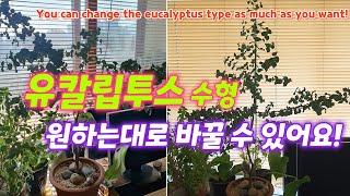 유칼립투스 수형, 원하는대로 바꿀 수 있어요!_You can change the eucalyptus type as much as you want!